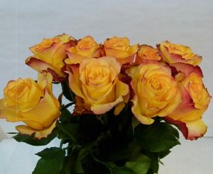 ROSE NEWS FLASH KENIA 50